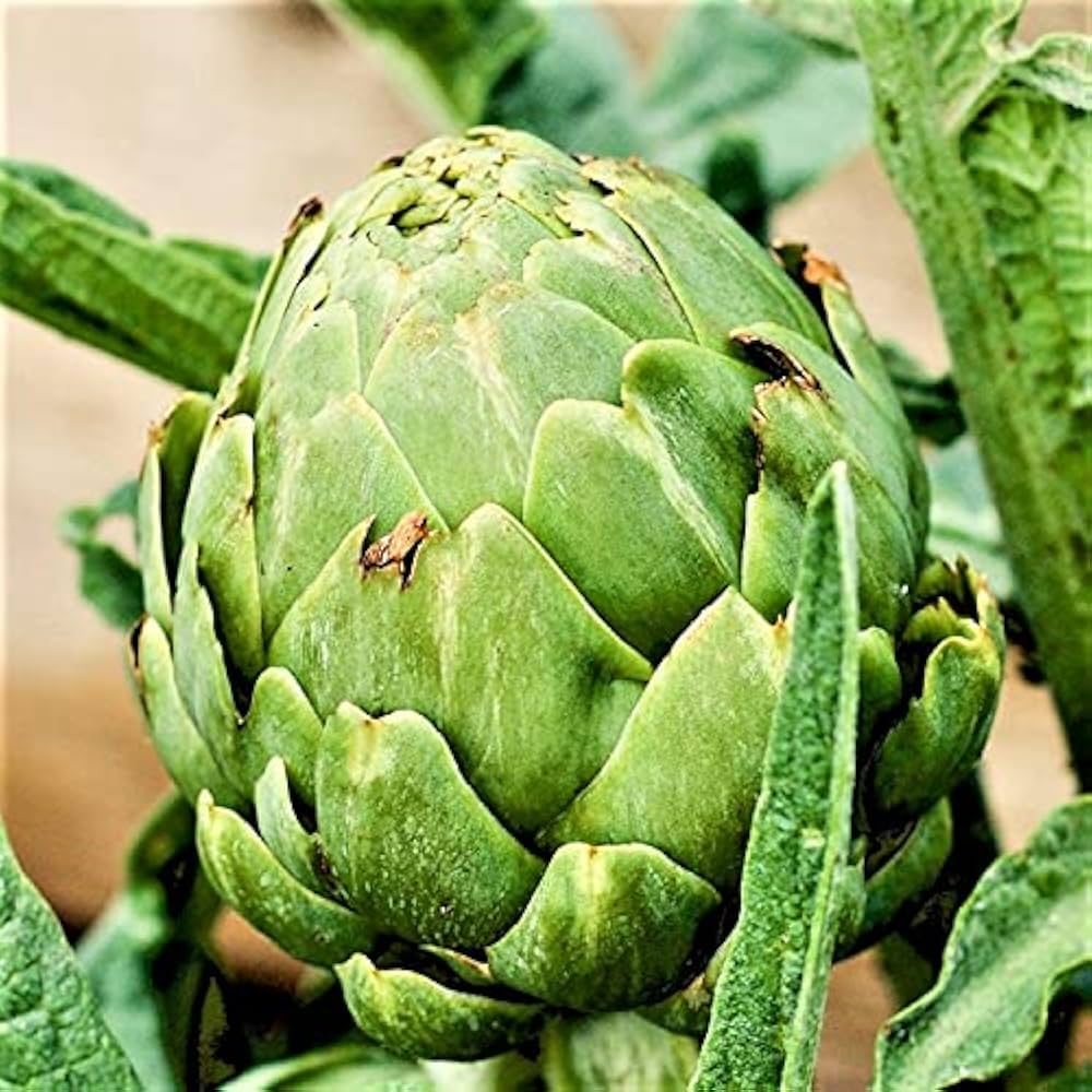 Artichoke (Green Globe) for planting in garden